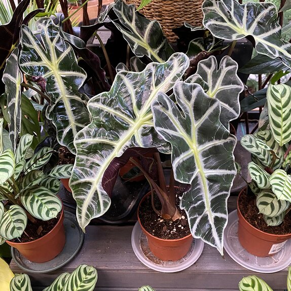 Alocasia amazonica 'Polly' 12cm pot
