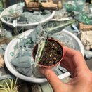 Alocasia Bambino Aurea