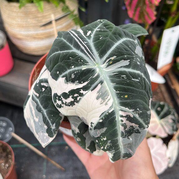 Alocasia Black Velvet Pink Variegata