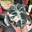 Alocasia Black Velvet Pink Variegata