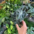 Alocasia Curly Bambino