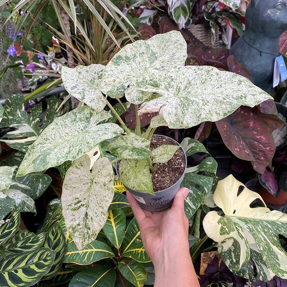 Alocasia Macrorrhizos Camouflage Variegata (Splash)