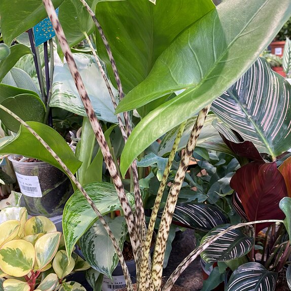Alocasia zebrina 14cm pot