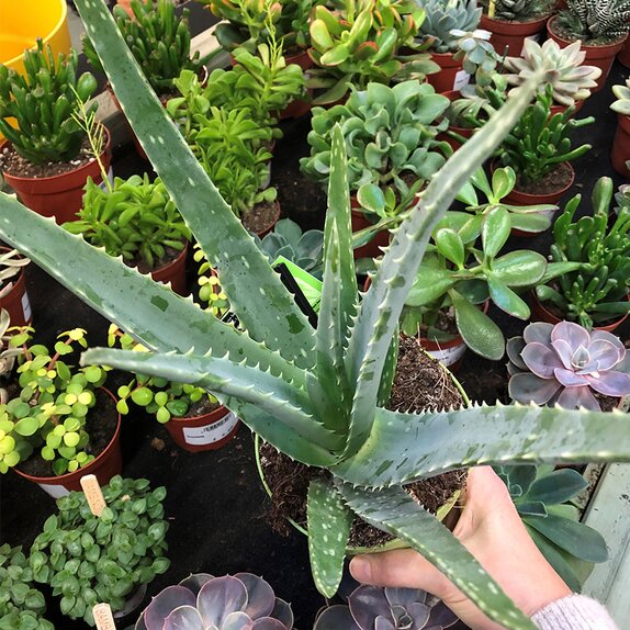 Aloe Vera 12cm