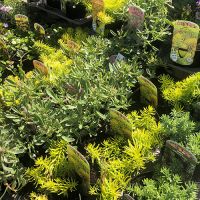 Alpines