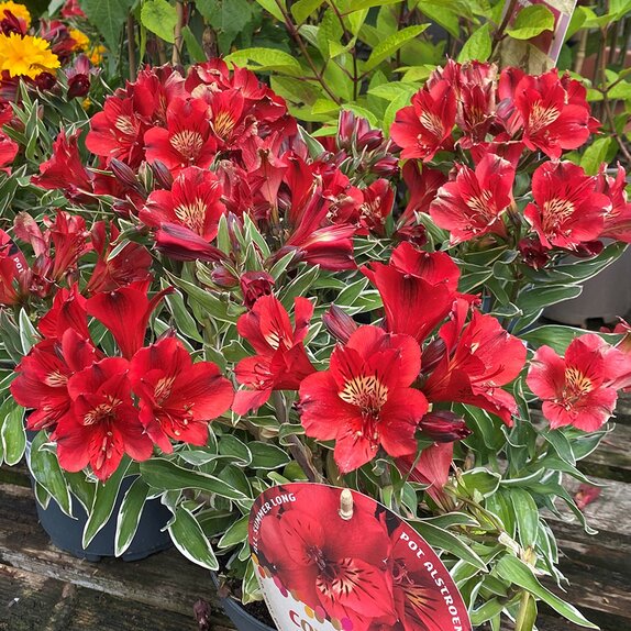 Alstroemeria col. Katiana