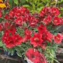 Alstroemeria col. Katiana