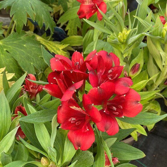 Alstroemeria Inticancha Doba