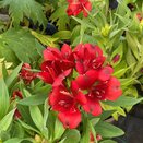Alstroemeria Inticancha Doba