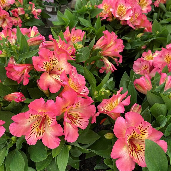 Alstroemeria Inticancha Sunshine