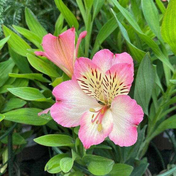 Alstroemeria Summer Break