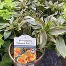 Alstroemeria Summer Breeze