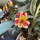Alstroemeria Summer Breeze