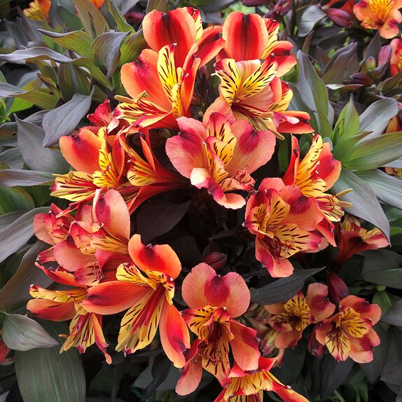 Alstroemeria Summer Paradise 'Indian Summer' - image 1