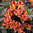 Alstroemeria Summer Paradise 'Indian Summer' - image 1