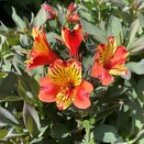 Alstroemeria Summer Paradise 'Indian Summer' - image 2