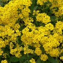 Alyssum Gold Cushion