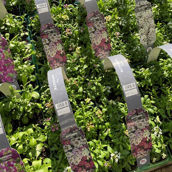 Alyssum Mixed 6 pack