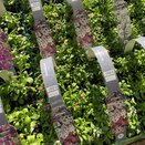 Alyssum Mixed 6 pack