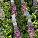 Alyssum Purple 6 pack