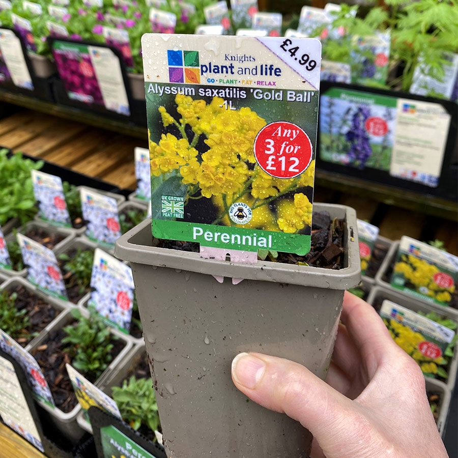 Alyssum saxatilis 'Gold Ball' Knights Garden Centres