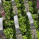 Alyssum White 6 pack