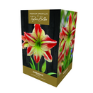 Amaryllis 'Ambience' - Premium Indoor Growing Gift Pack