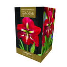 Amaryllis 'Barbados' - Premium Indoor Growing Gift Pack 
