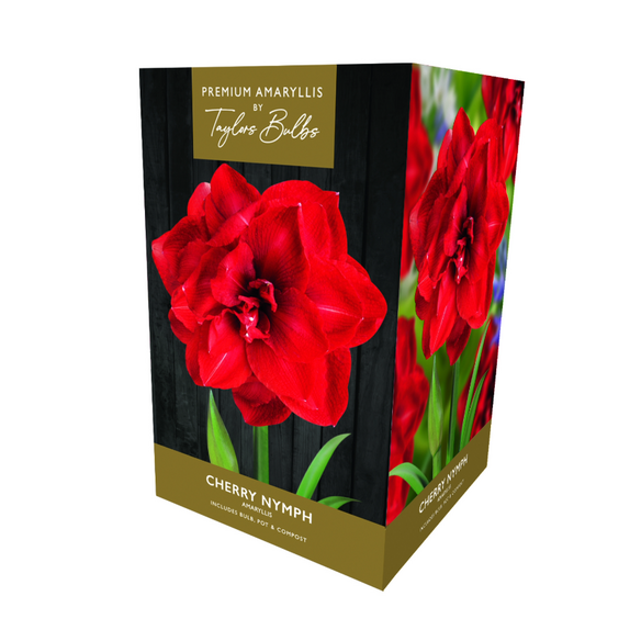 Amaryllis 'Cherry Nymph' - Premium Indoor Growing Gift Pack
