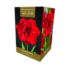 Amaryllis 'Cherry Nymph' - Premium Indoor Growing Gift Pack