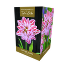 Amaryllis 'Dancing Queen' - Premium Indoor Growing Gift Pack