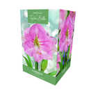 Amaryllis 'Flamingo' - Premium Indoor Growing Gift Pack