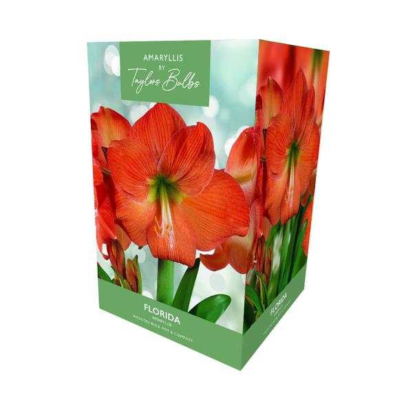 Amaryllis 'Florida' - Premium Indoor Growing Gift Pack
