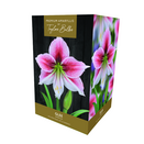 Amaryllis 'Glee' - Premium Indoor Growing Gift Pack