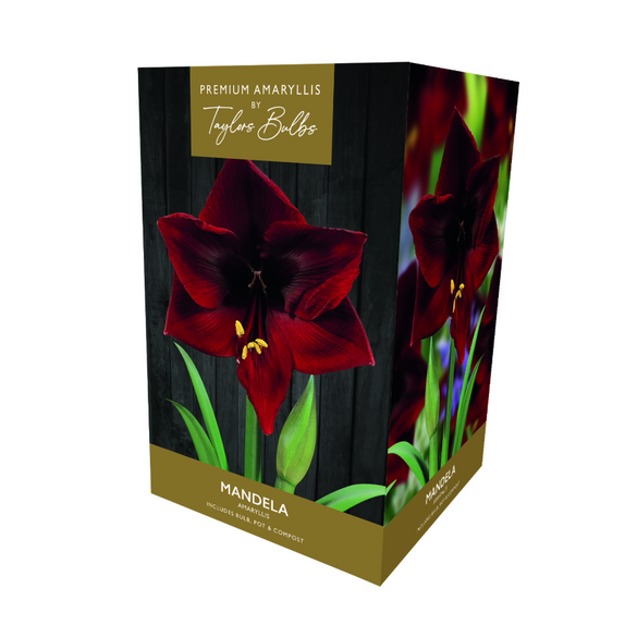 Amaryllis 'Mandela' - Premium Indoor Growing Gift Pack