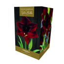 Amaryllis 'Mandela' - Premium Indoor Growing Gift Pack