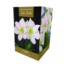 Amaryllis 'Picotee' - Premium Indoor Growing Gift Pack