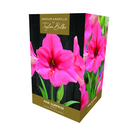Amaryllis 'Pink Surprise' - Premium Indoor Growing Gift Pack