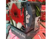 Amaryllis Red Lion Standard Gift Box Set