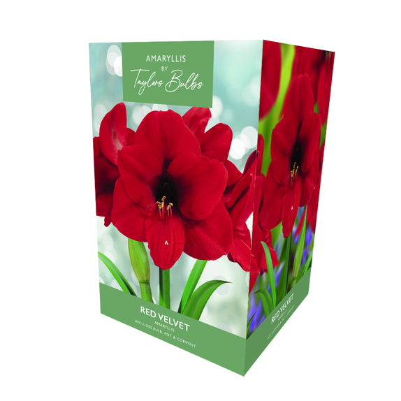 Amaryllis 'Red Velvet' - Premium Indoor Growing Gift Pack