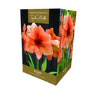 Amaryllis 'Rilona' - Premium Indoor Growing Gift Pack 