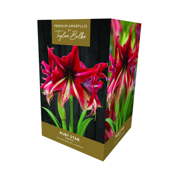 Amaryllis 'Ruby Star' - Premium Indoor Growing Gift Pack