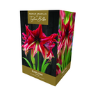 Amaryllis 'Ruby Star' - Premium Indoor Growing Gift Pack