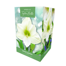 Amaryllis 'Snow Queen' - Premium Indoor Growing Gift Pack
