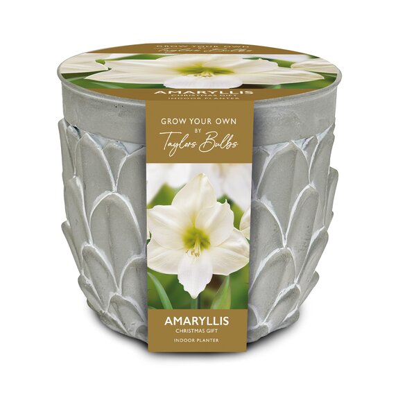 Amaryllis Stone Planter 