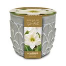Amaryllis Stone Planter 
