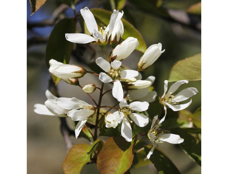 Amelanchier Canadensis Rainbow Pillar - image 1