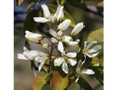 Amelanchier Canadensis Rainbow Pillar - image 1