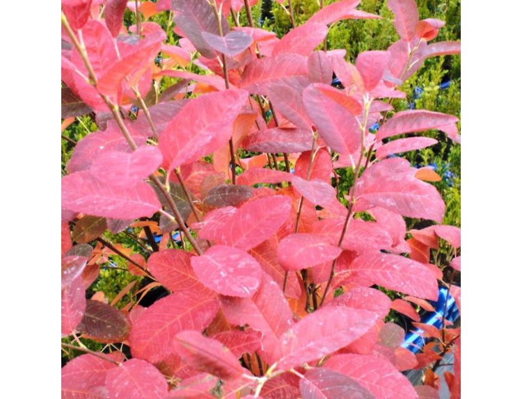 Amelanchier Canadensis Rainbow Pillar - image 2