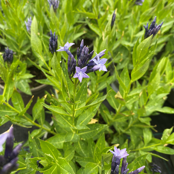 Amsonia Blue Ice
